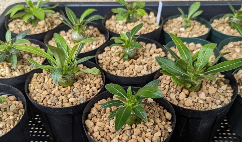 7-実生・育成について