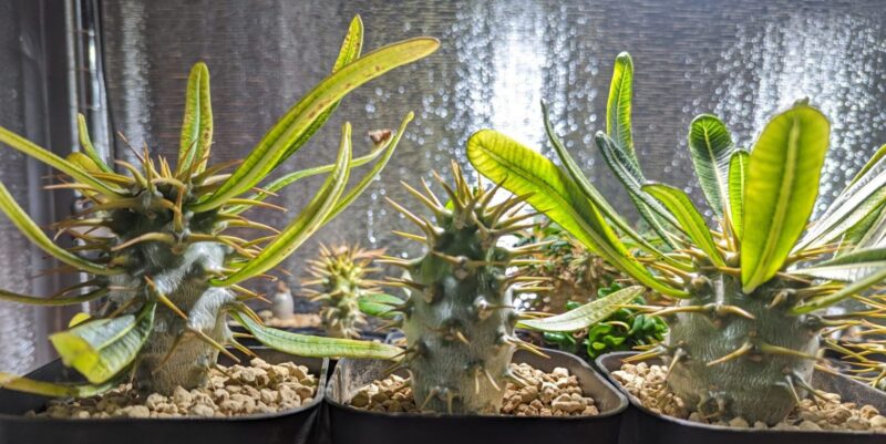 アンボンゲンセ