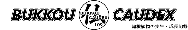 BUKKOU CAUDEX -実生成長記録-